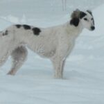 Bella-female-saluki-persian-hound-puppy-for-sale- (2)