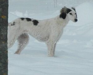 Bella Saluki Persian Hound Bella Saluki Persian Hound