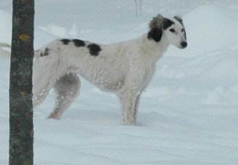 Bella Saluki Persian Hound Bella Saluki Persian Hound