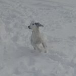 Bella-female-saluki-persian-hound-puppy-for-sale- (4)