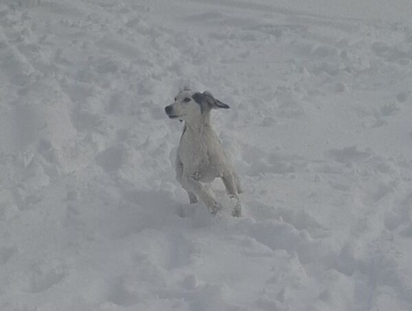 Bella Saluki Persian Hound Bella Saluki Persian Hound