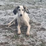 Bella-female-saluki-persian-hound-puppy-for-sale- (5)