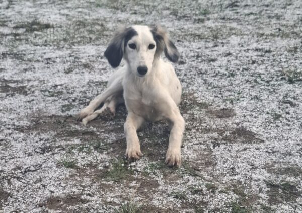 Bella Saluki Persian Hound Bella Saluki Persian Hound
