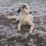 Bella-female-saluki-persian-hound-puppy-for-sale- (6)