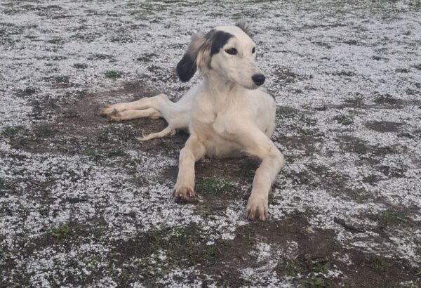 Bella Saluki Persian Hound Bella Saluki Persian Hound