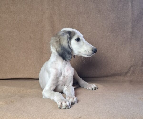 Bella Saluki Persian Hound