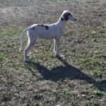 Bella-female-saluki-puppy-for-sale- (1)
