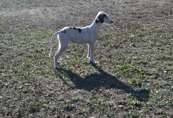 Bella Saluki Persian Hound