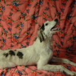 Bella-female-saluki-puppy-for-sale- (1)