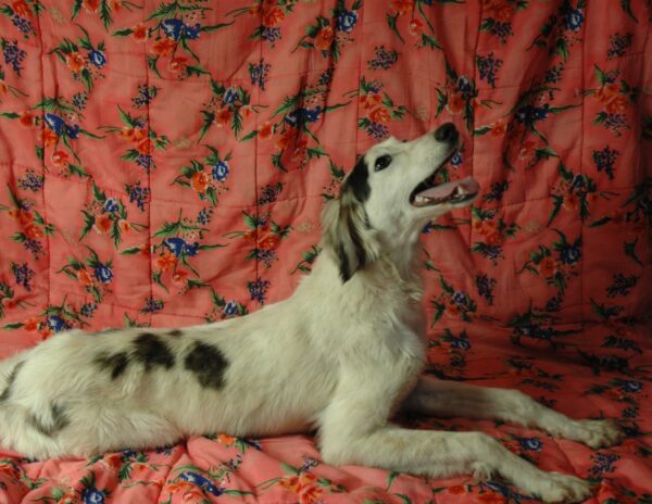 Bella Saluki Persian Hound Bella Saluki Persian Hound