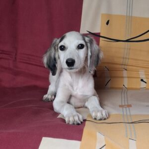 Bella Saluki Persian Hound