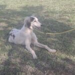 Bella-female-saluki-puppy-for-sale- (1)