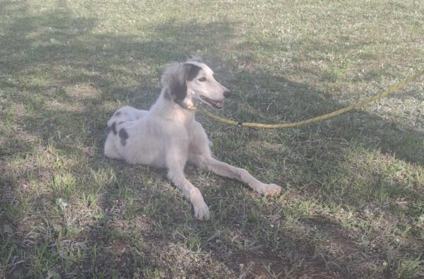 Bella Saluki Persian Hound Bella Saluki Persian Hound