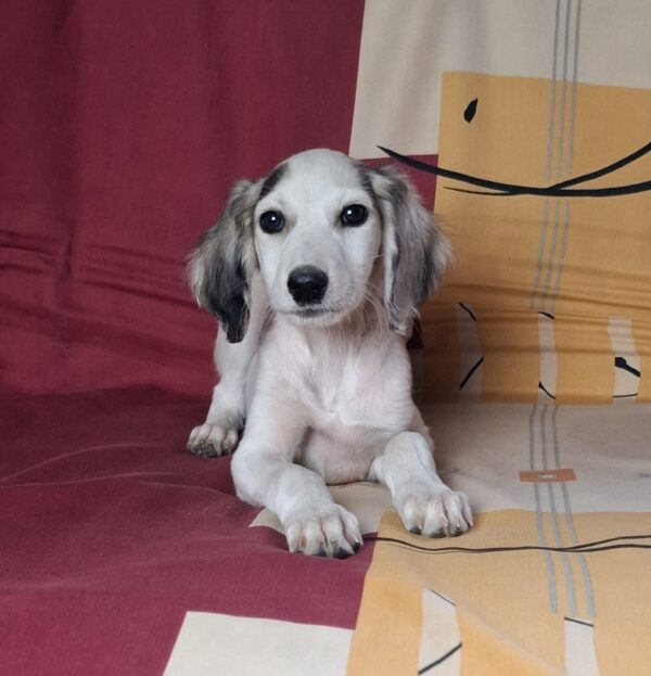 Bella Saluki Persian Hound