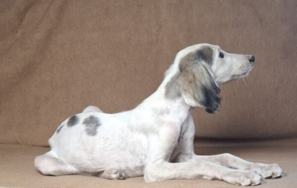 Bella Saluki Persian Hound