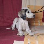 Bella-female-saluki-puppy-for-sale- (2)