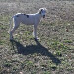 Bella-female-saluki-puppy-for-sale- (2)