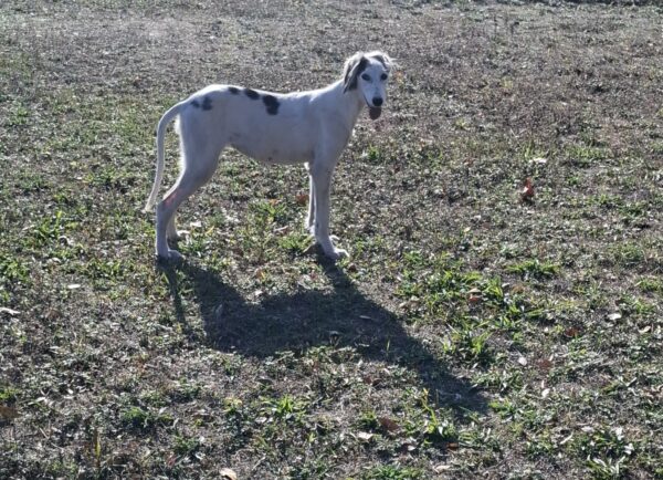 Bella Saluki Persian Hound