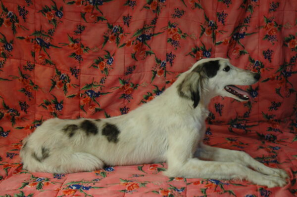 Bella Saluki Persian Hound Bella Saluki Persian Hound