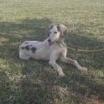 Bella-female-saluki-puppy-for-sale- (2)
