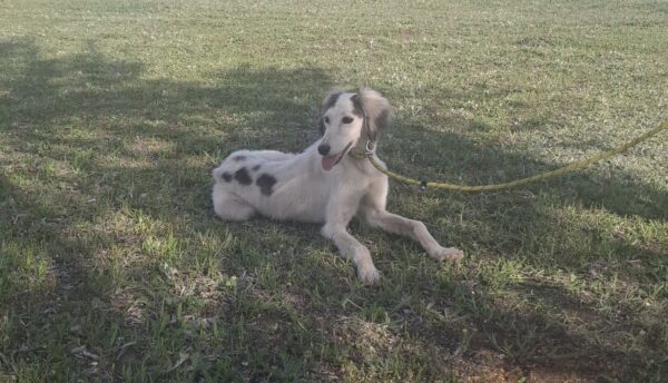 Bella Saluki Persian Hound Bella Saluki Persian Hound