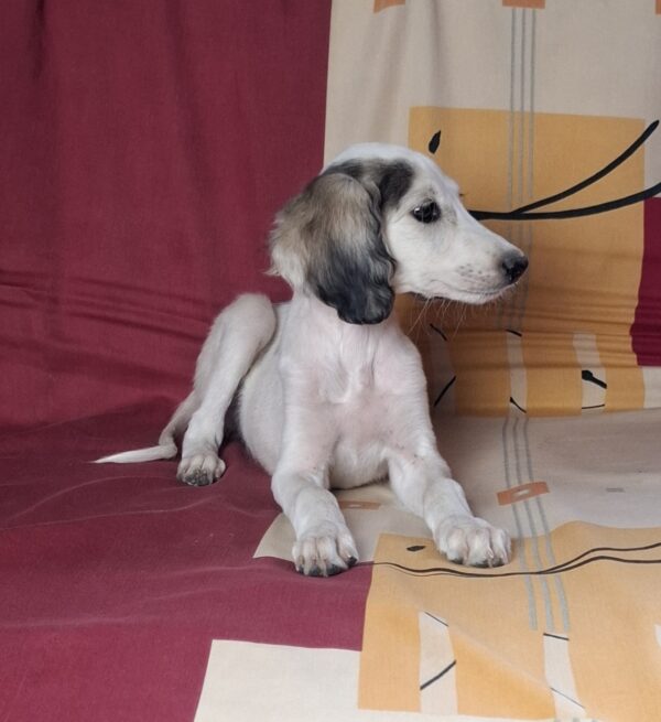 Bella Saluki Persian Hound