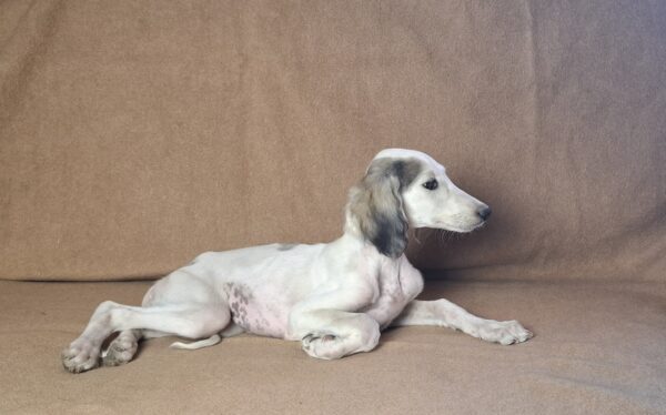 Bella Saluki Persian Hound