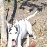 Bella-female-saluki-puppy-for-sale- (3)