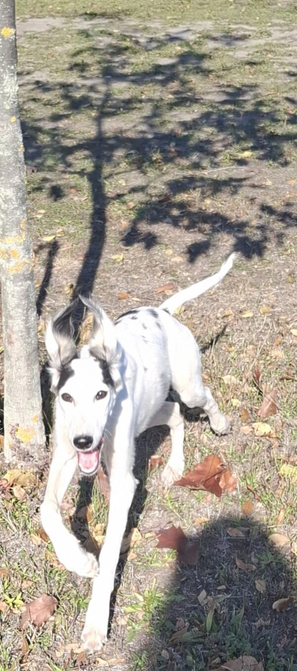 Bella Saluki Persian Hound