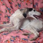 Bella-female-saluki-puppy-for-sale- (3)