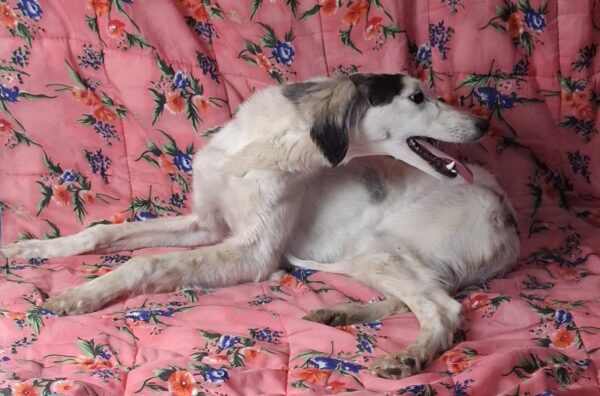 Bella Saluki Persian Hound Bella Saluki Persian Hound