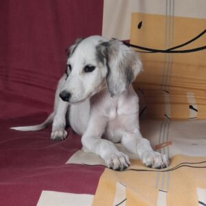 Bella Saluki Persian Hound