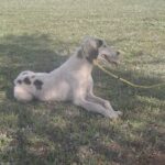 Bella-female-saluki-puppy-for-sale- (3)