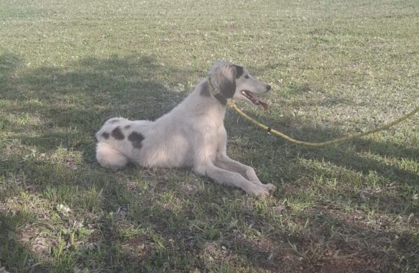 Bella Saluki Persian Hound Bella Saluki Persian Hound