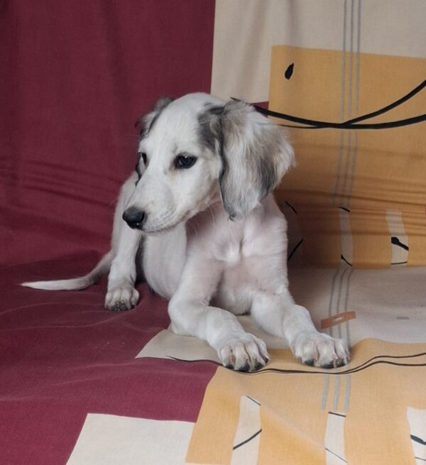Bella Saluki Persian Hound