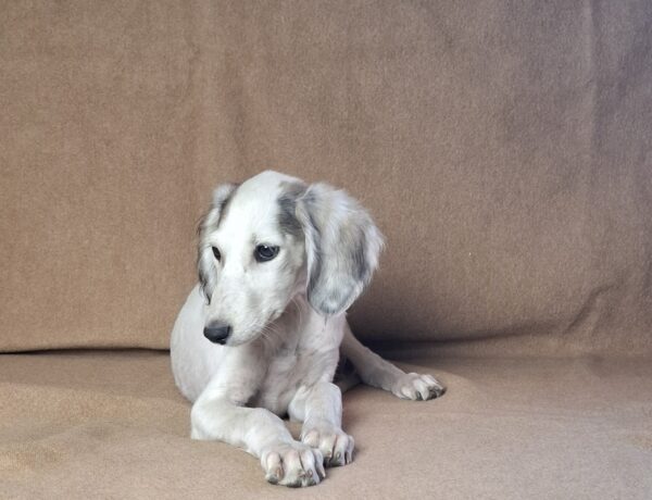 Bella Saluki Persian Hound