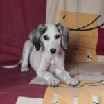 Bella-female-saluki-puppy-for-sale- (4)