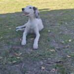 Bella-female-saluki-puppy-for-sale- (4)