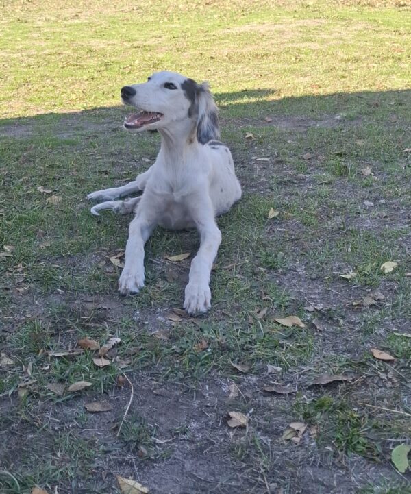 Bella Saluki Persian Hound