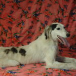 Bella-female-saluki-puppy-for-sale- (4)