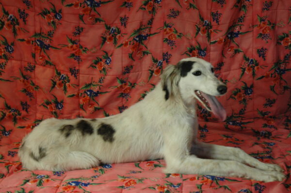 Bella Saluki Persian Hound Bella Saluki Persian Hound