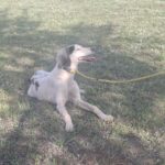 Bella-female-saluki-puppy-for-sale- (4)
