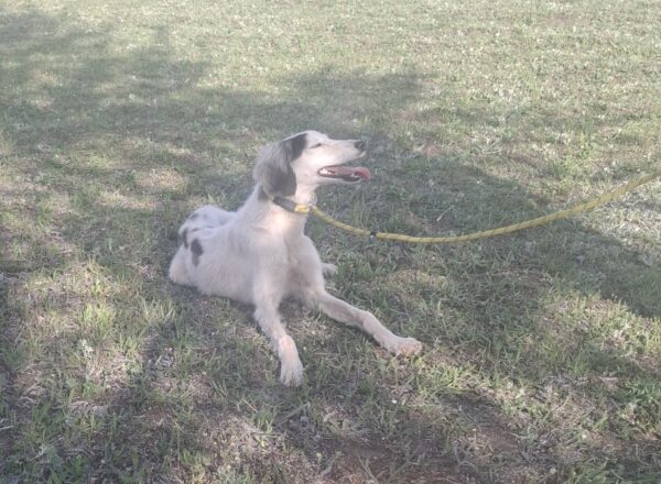 Bella Saluki Persian Hound Bella Saluki Persian Hound