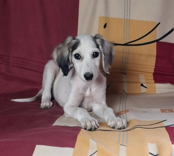 Bella Saluki Persian Hound