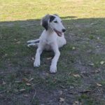 Bella-female-saluki-puppy-for-sale- (5)