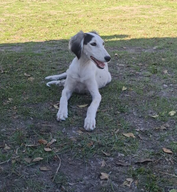 Bella Saluki Persian Hound