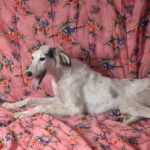 Bella-female-saluki-puppy-for-sale- (5)
