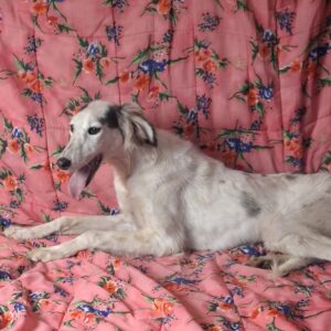 Bella Saluki Persian Hound Bella Saluki Persian Hound