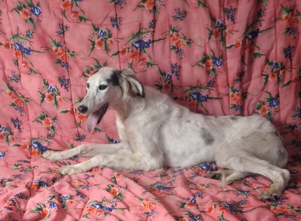 Bella Saluki Persian Hound Bella Saluki Persian Hound