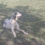 Bella-female-saluki-puppy-for-sale- (5)